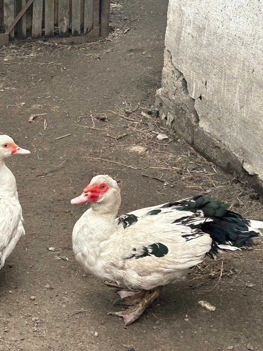 продам индоуток недорого