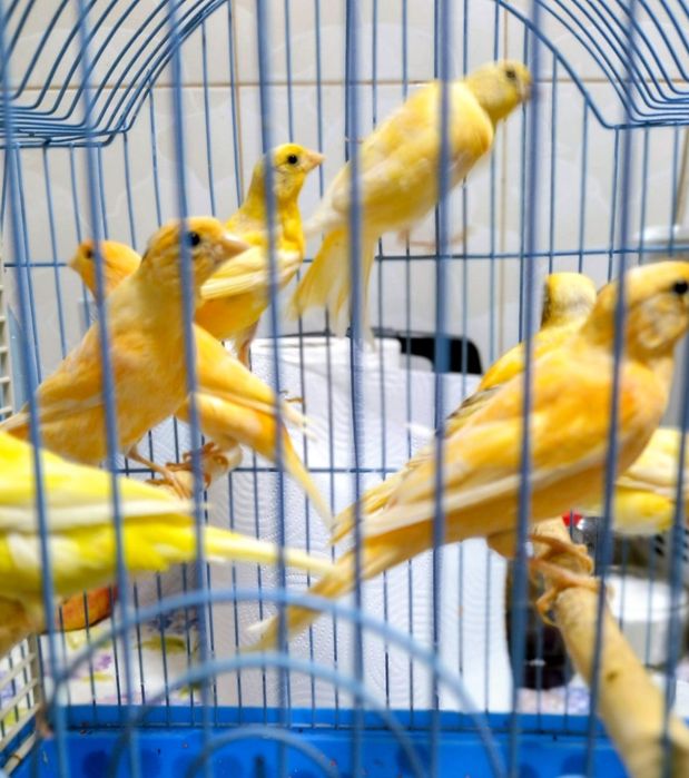 Canari de vanzare