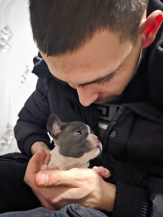 Френски булдочета