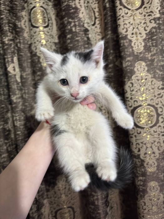 Котята,2мес.белые-мальчик и девочка,черная-девочка