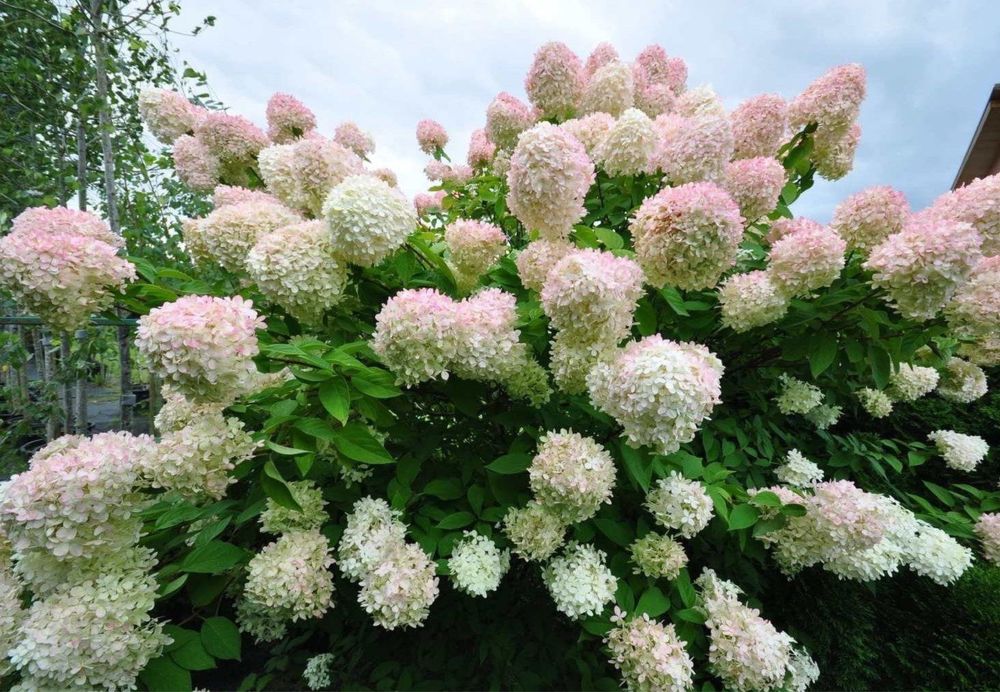 кустарники, саженцы, туи