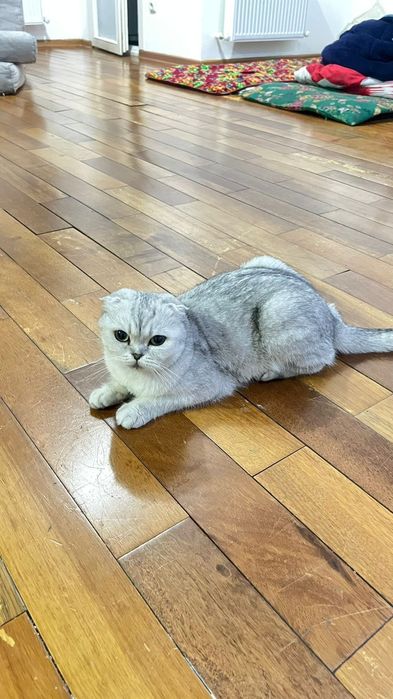 Отдам кошку в хорошие руки