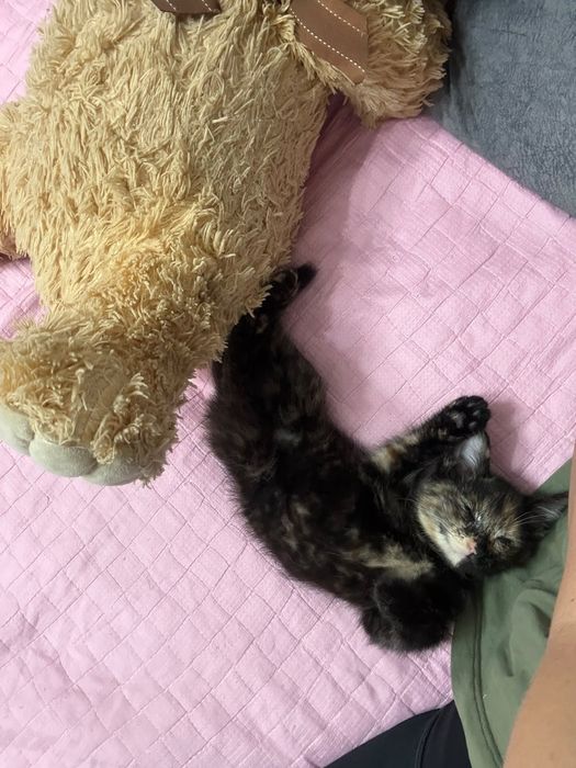 Котёнок девочка ищет дом