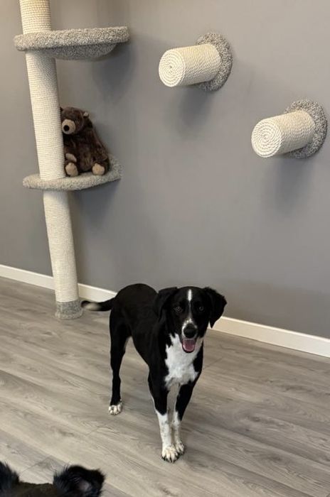 Ищем любящих хозяев для собаки!