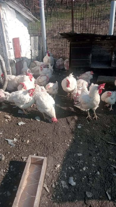 Vând gâște si gaini