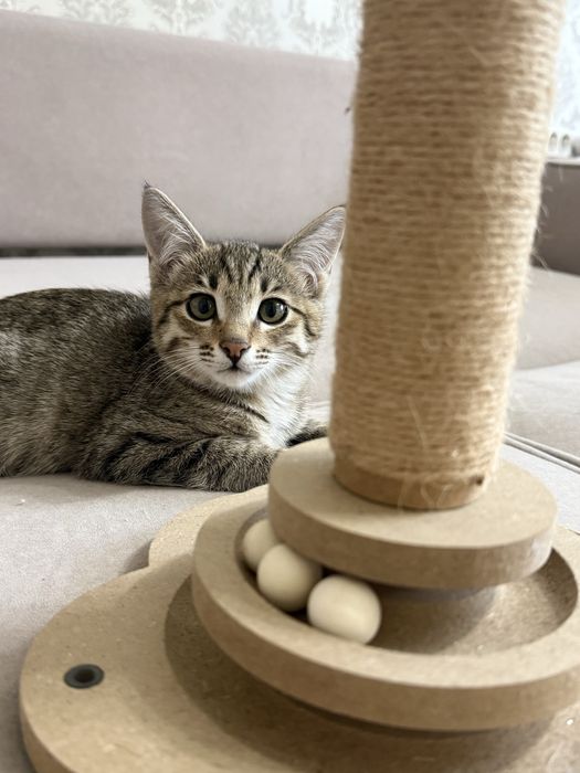 Бесплатно котенок
