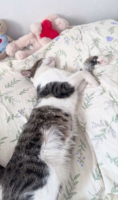 Кот трехцветный подросток