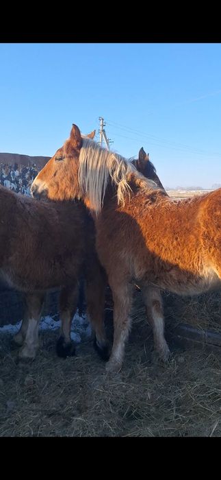 Продам кобылок полутяжи.