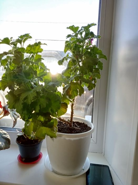 Продам комнатные растения