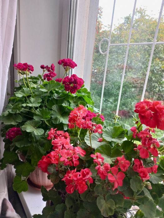 Продам королевскую герань