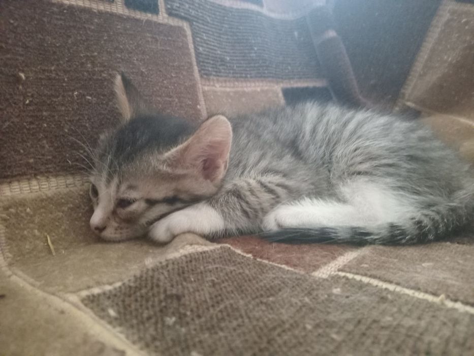 Отдам котенка в добрые руки