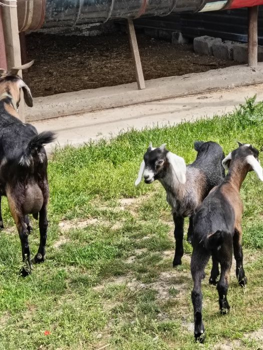 Срочно Продам козлика