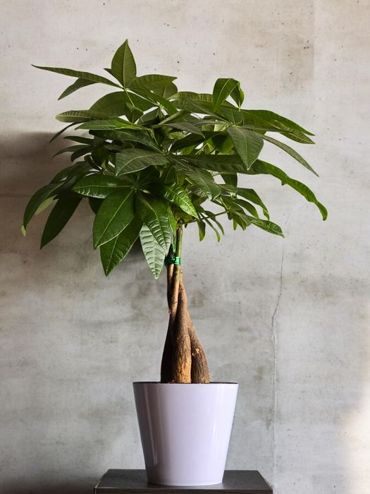 Пахира Бонсай Цветы Орхидея Орхидеи