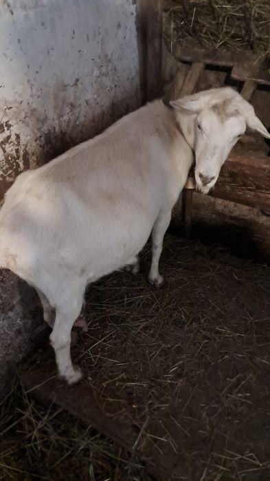 Vând lapte de Capra Saanen