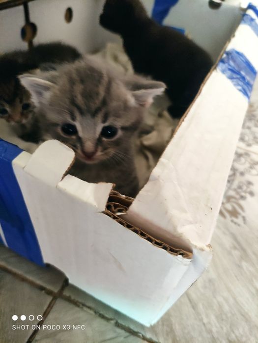 Отдаём в хорошые руки домашнее котята