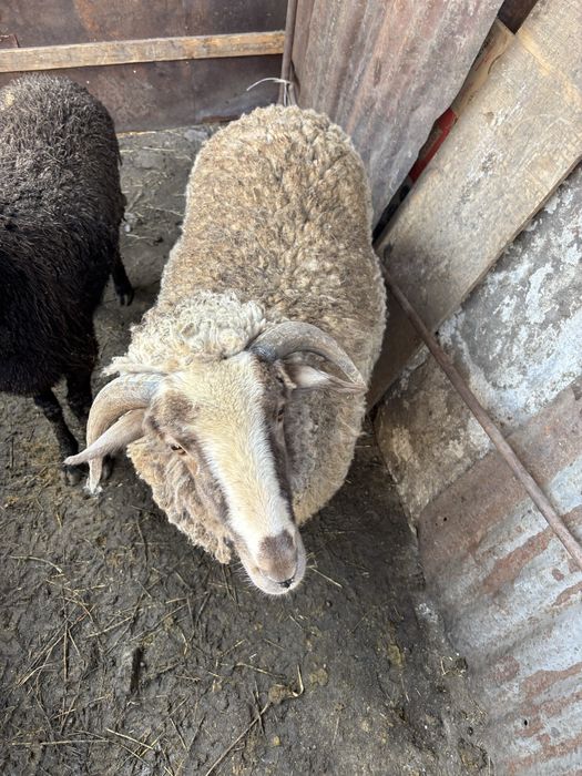 Продам барана крупный