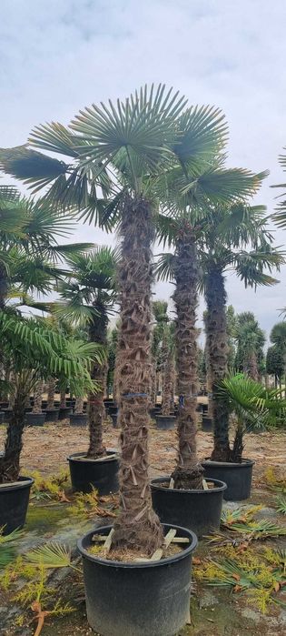 Palmieri rezistenti la frig la ghiveci livrare in toata tara