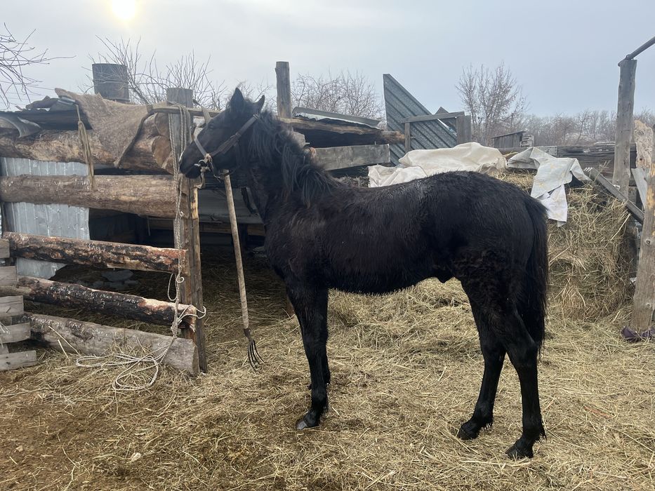 Тай сатамын или обменге сойғанға