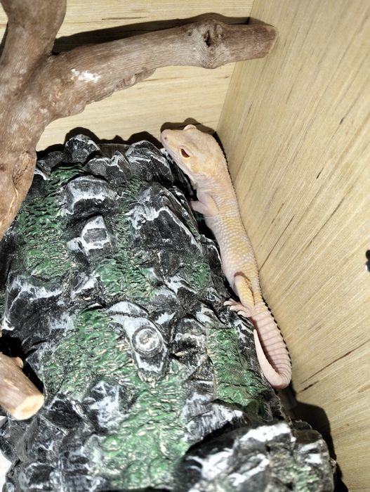 Продаю эублефары (пятнистые гекконы)