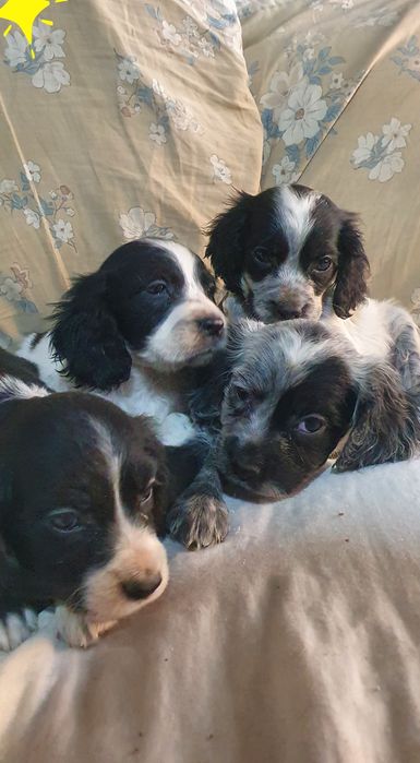 Продаются щенки русского спаниеля