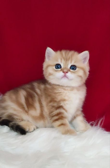 британская золотая шиншилла мрамор мальчик