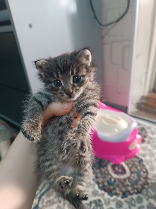 Мушукча, котёнок