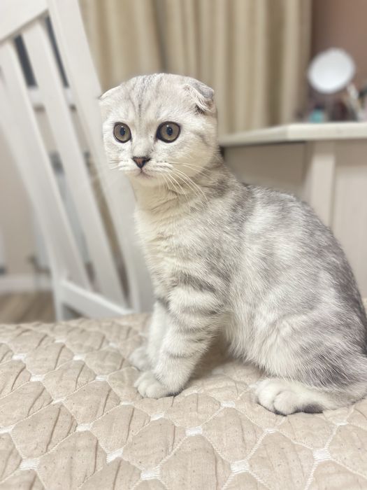 Котенок вислоухий шотландский