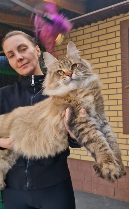 Мейн-кун девочка