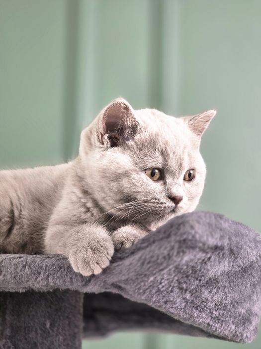 Pisici british shorthair