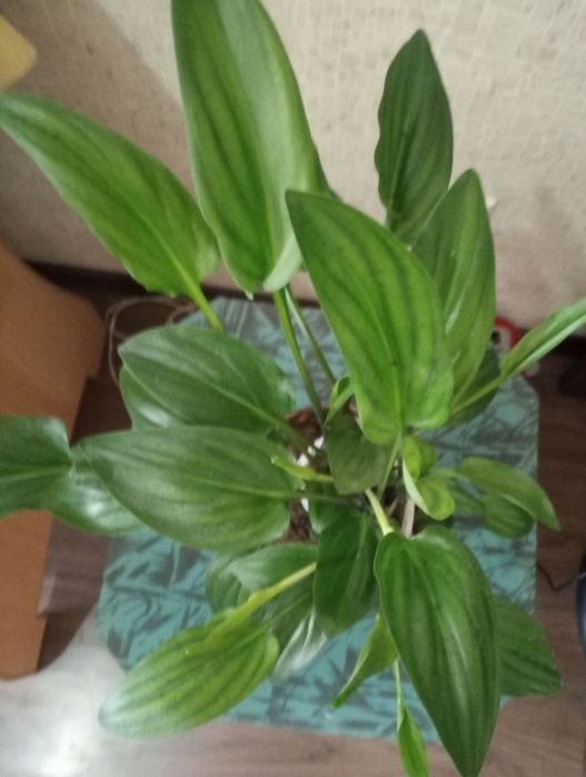 Дримиопсис и алоэ многолетний