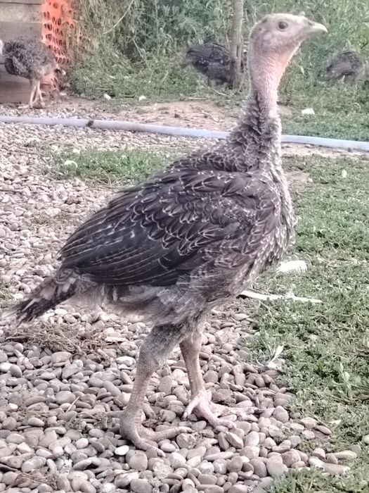 Pui de curca de vânzare