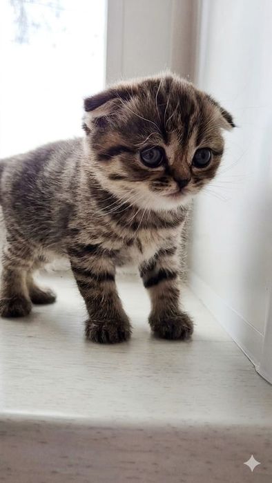 Котята Шотландские