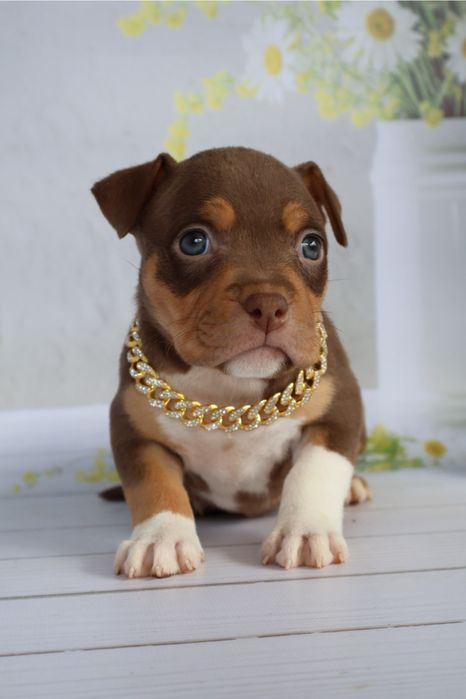 Американская булли