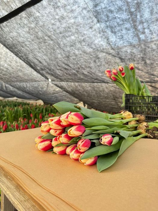 Продам тюльпаны оптом или в розницу