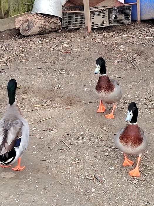 Vand cocosi  Sussex și Rățoi alergătoare indiana potârnichii salbatic