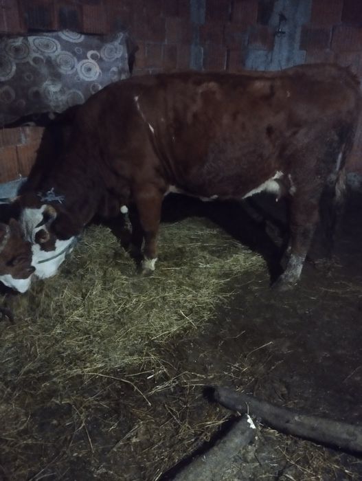 Vaca de vânzare bălțată