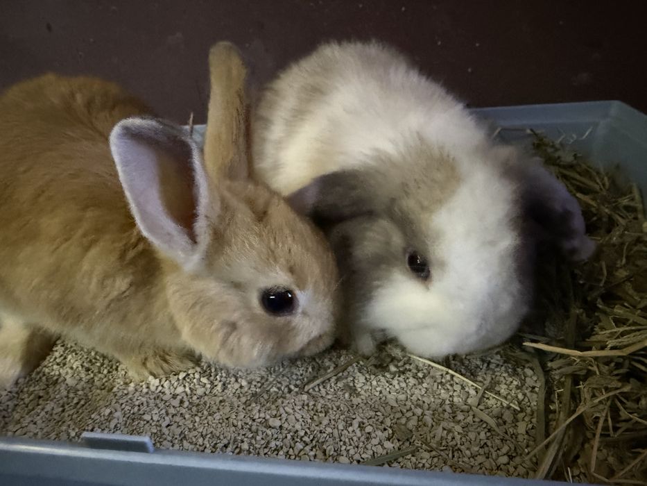 Кролики Мини домашние Живая Игрушка