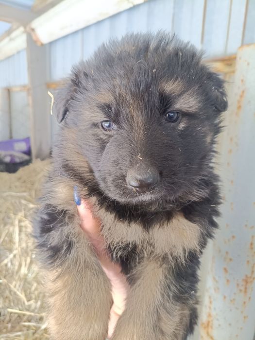 Щенки немецкой овчарки