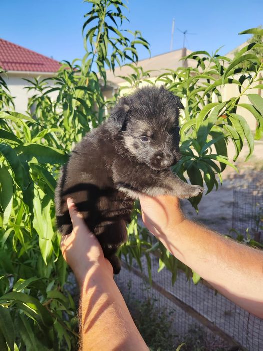 Щенки Восточно Европейской Овчарки