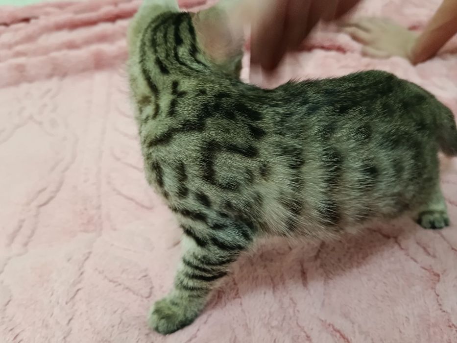 Котята котенок в добрые руки