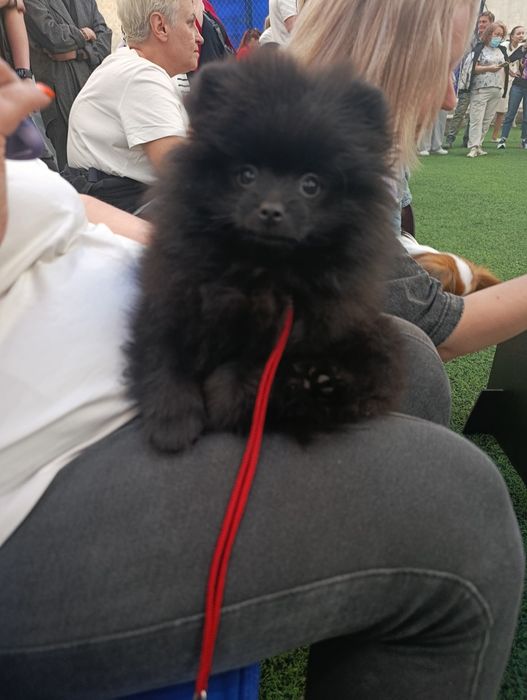 Продается девочка породы Немецкий шпиц