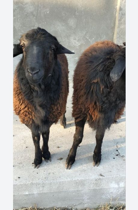 Уйда бокилган кучкорлар сотилади