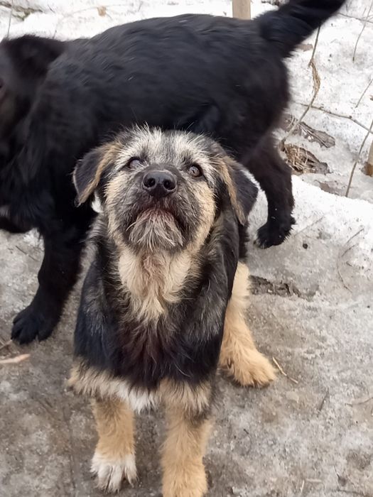 Отлам щенка в добрые руки