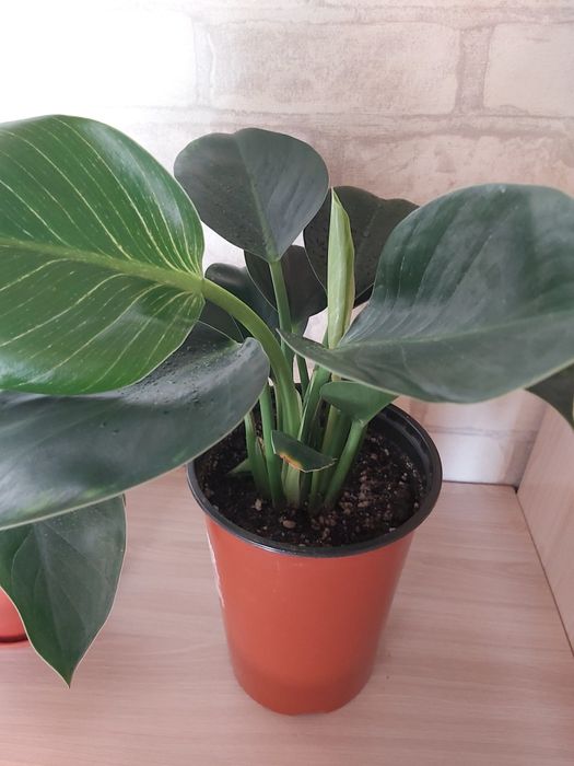 Комнатные цветы Аглаонема филодендрон Бирки