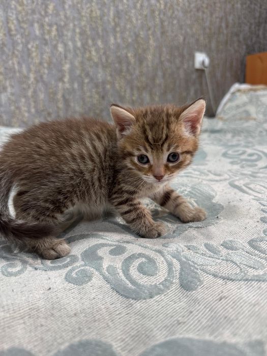 Отдам котят в добрые руки