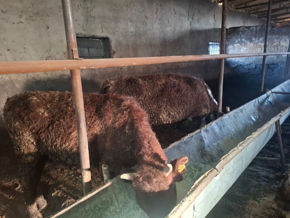 Бұқашықтар сатылады