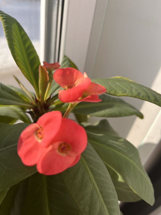 Продам не дорого