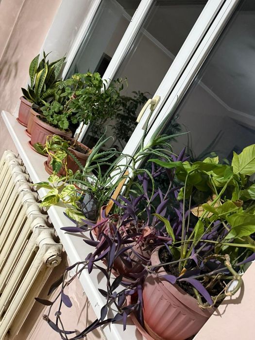 Продам комнатные цветы