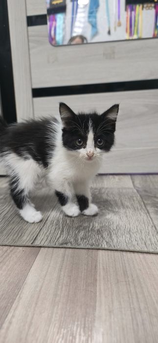 Котёнок девочка в добрые руки