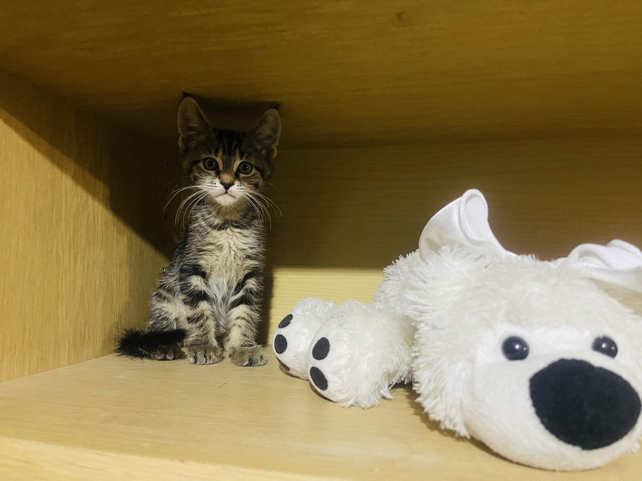 Котята от сфинкса и мейн-куна